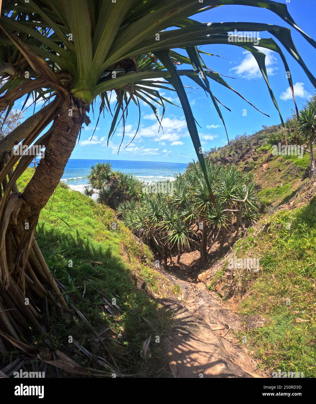 Vue à travers les arbres de Pandanus vers la côte, parc national de Noosa, Queensland, Australie Banque D'Images
