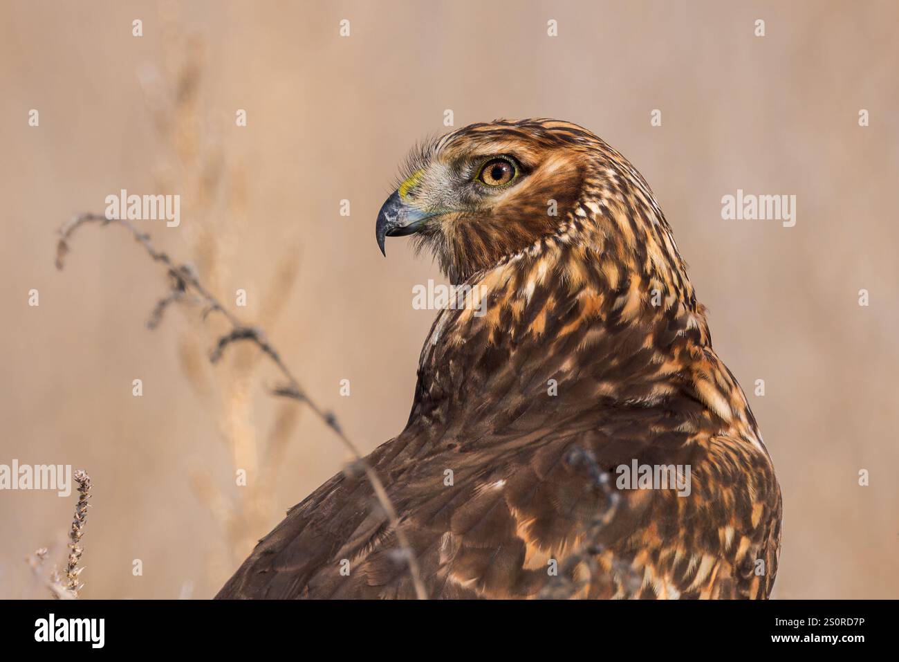 Un Northern Harrier fixe un regard avec intensité. Banque D'Images