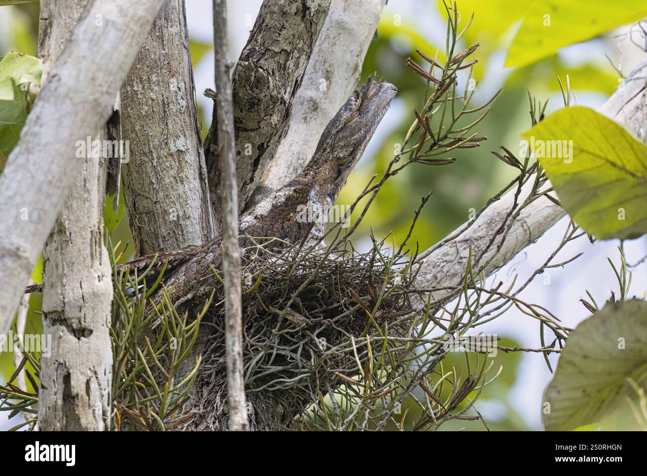 Mouche-grenouille papoue, Nimbokrang, Papouasie occidentale, Indonésie, octobre 2024 Banque D'Images
