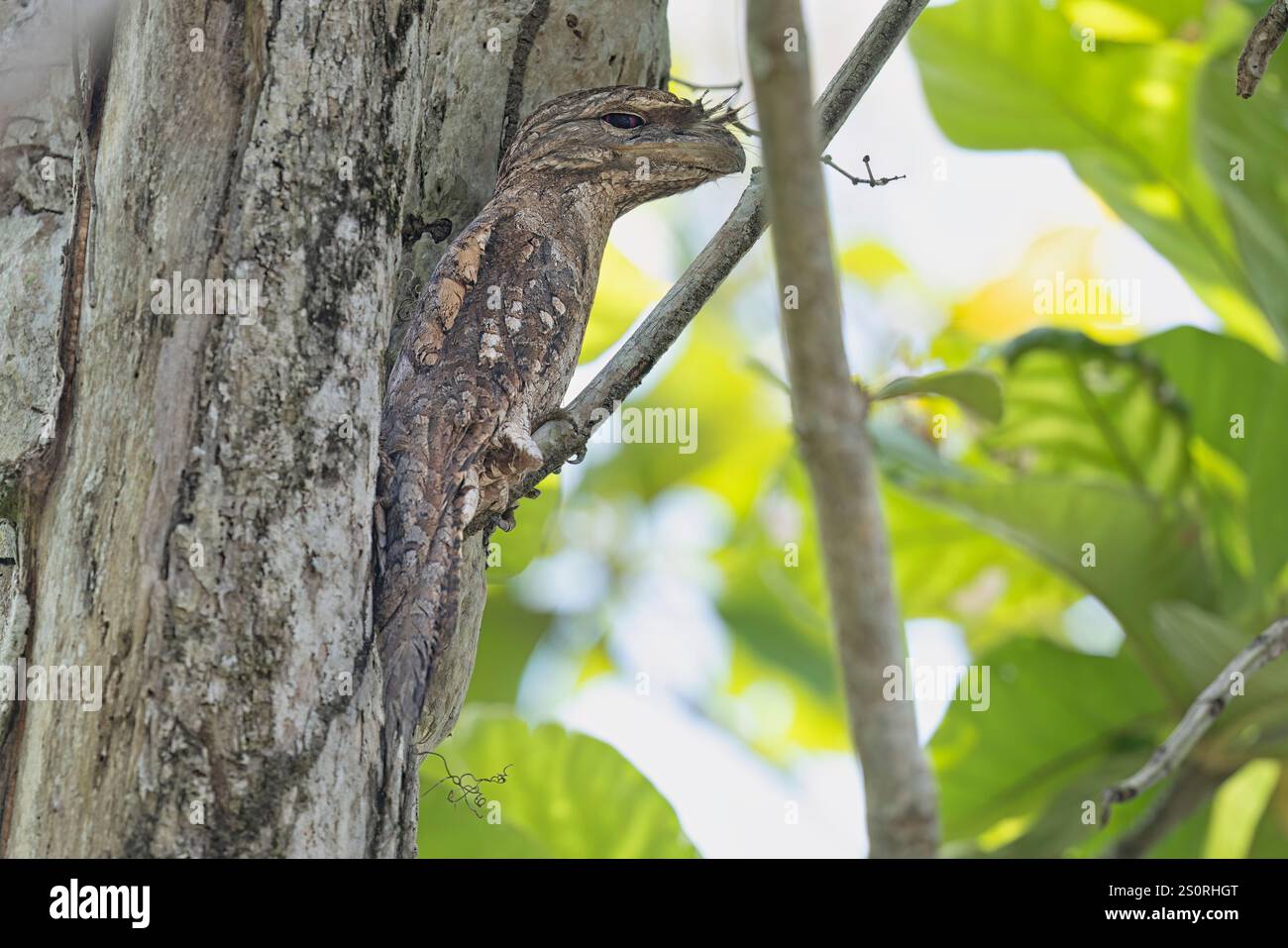 Mouche-grenouille papoue, Nimbokrang, Papouasie occidentale, Indonésie, octobre 2024 Banque D'Images