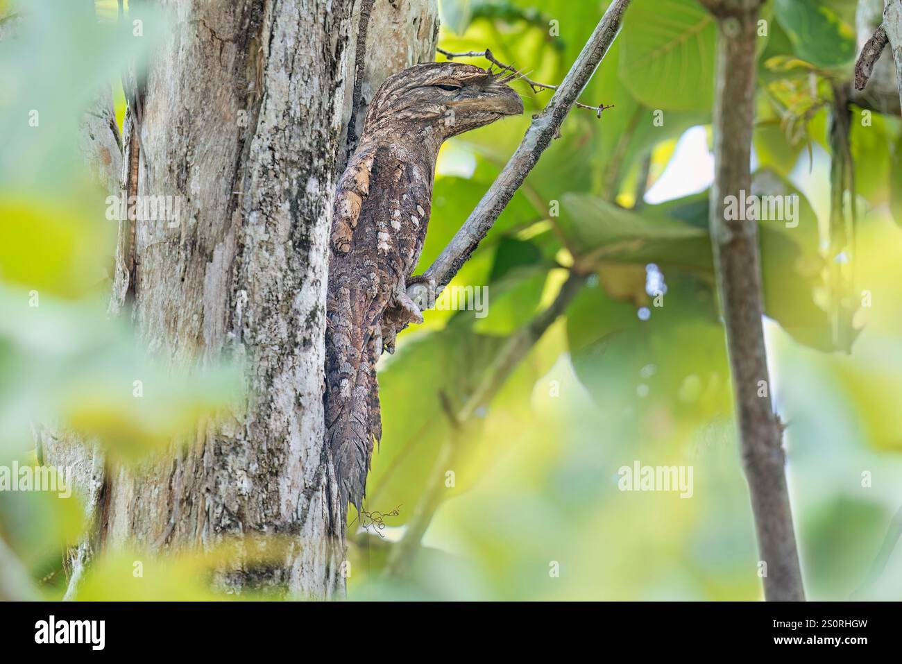 Mouche-grenouille papoue, Nimbokrang, Papouasie occidentale, Indonésie, octobre 2024 Banque D'Images