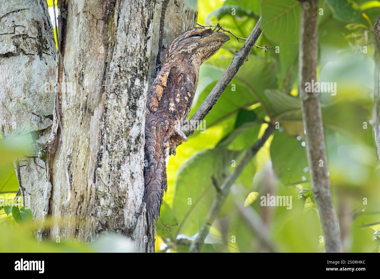 Mouche-grenouille papoue, Nimbokrang, Papouasie occidentale, Indonésie, octobre 2024 Banque D'Images