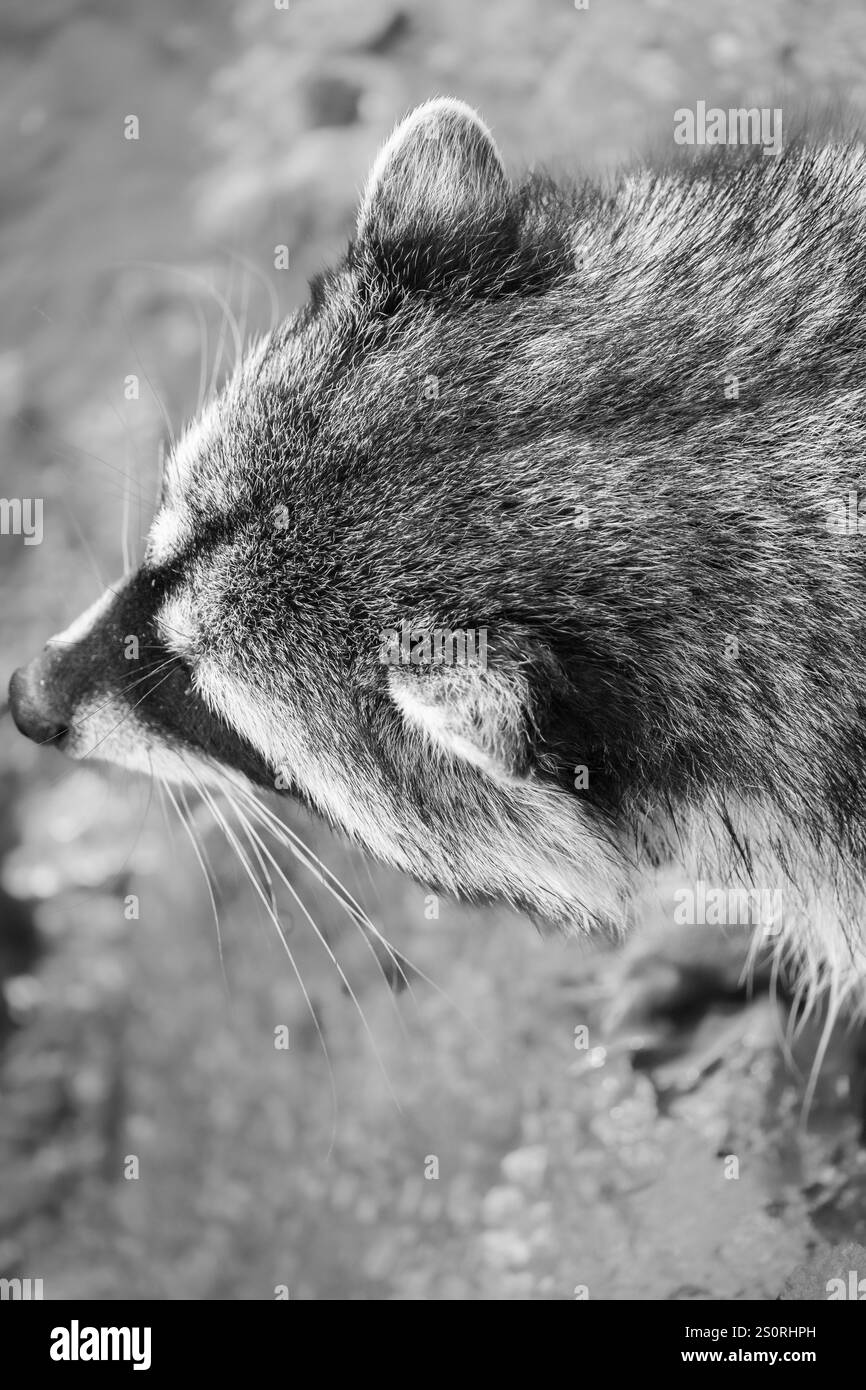 Une variété de raton laveur à fourrure rougeâtre en photo noir et blanc en Colombie-Britannique au Canada. Raton laveur sauvage dans la nature. Banque D'Images