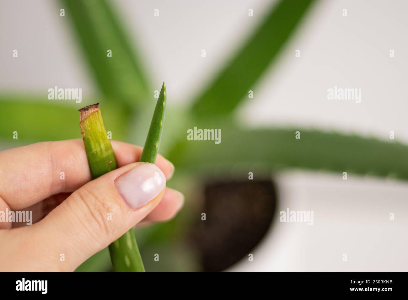 Gros plan d'une main femelle tenant des feuilles vertes d'Aloe vera, poussant dans un pot Banque D'Images