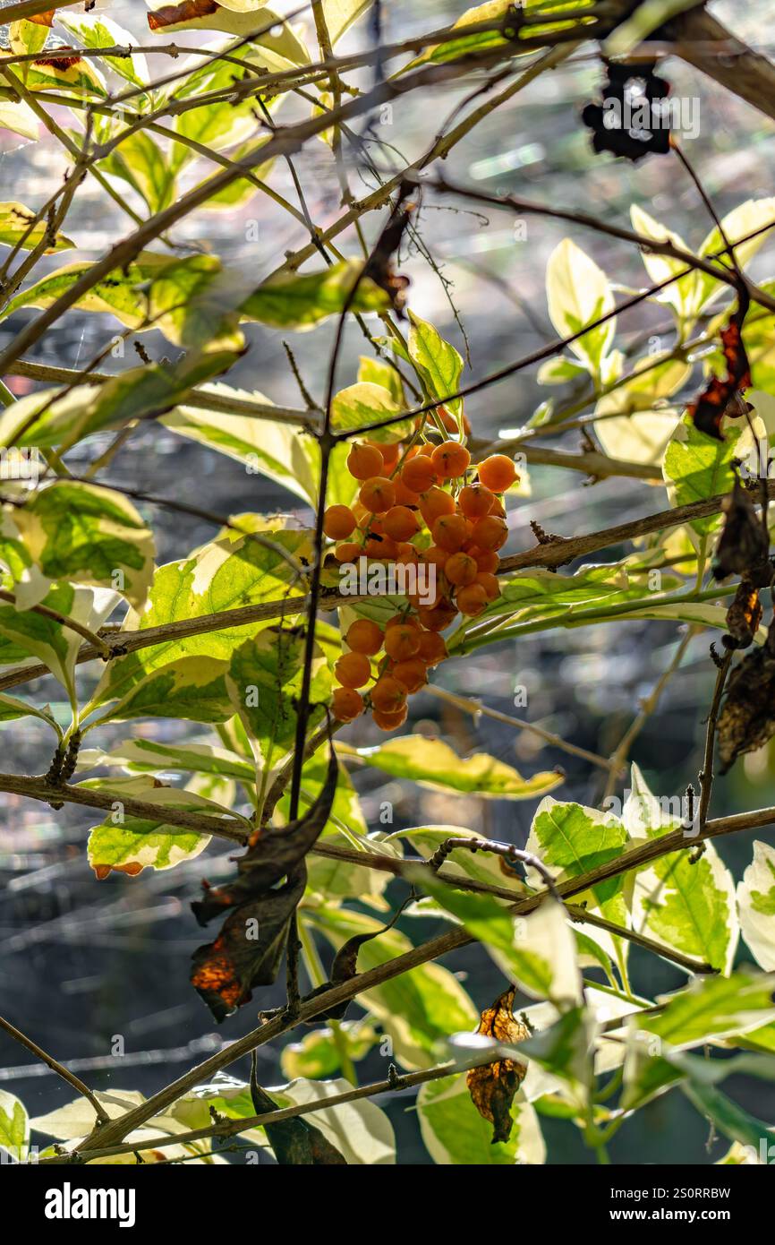 Plantes d'extérieur Duranta Erecta au soleil Banque D'Images