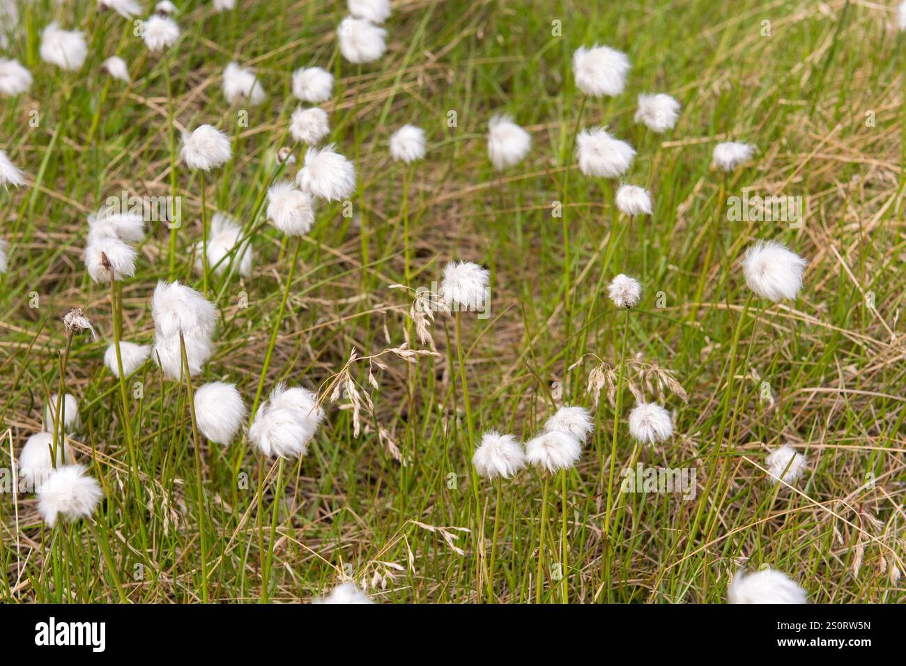 Une belle image d'Eriophorum, communément appelé cottongrass ou cottonsedge, se balançant doucement dans un environnement de toundra. Les touffes blanches moelleuses créent un Banque D'Images