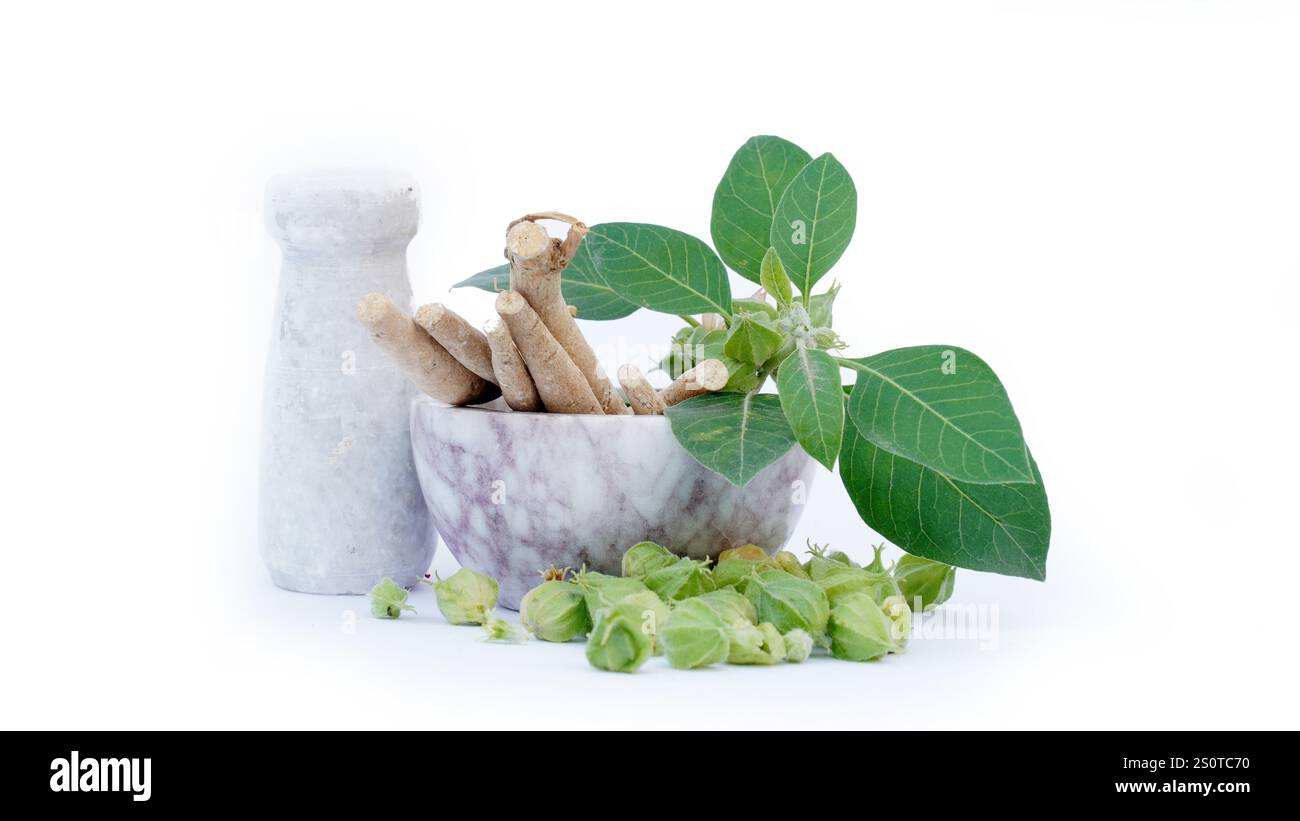 Plante de rappel d'immunité, Withania somnifera, connue communément sous le nom ashwagandha ses racines et orange-rouge fruits ont été utilisés pendant des centaines d'années pour medi Banque D'Images