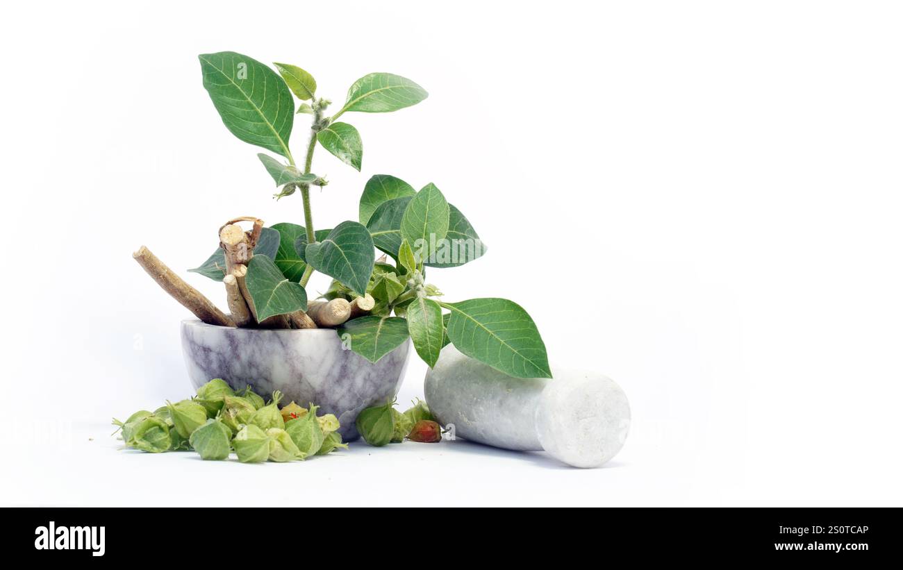 Ashwagandha feuilles vertes fraîches sur la tige, plante aux herbes médicinales, également connue sous le nom de Withania Somnifera, Ashwagandha, ginseng indien, groseille à maquereau poison, or Banque D'Images