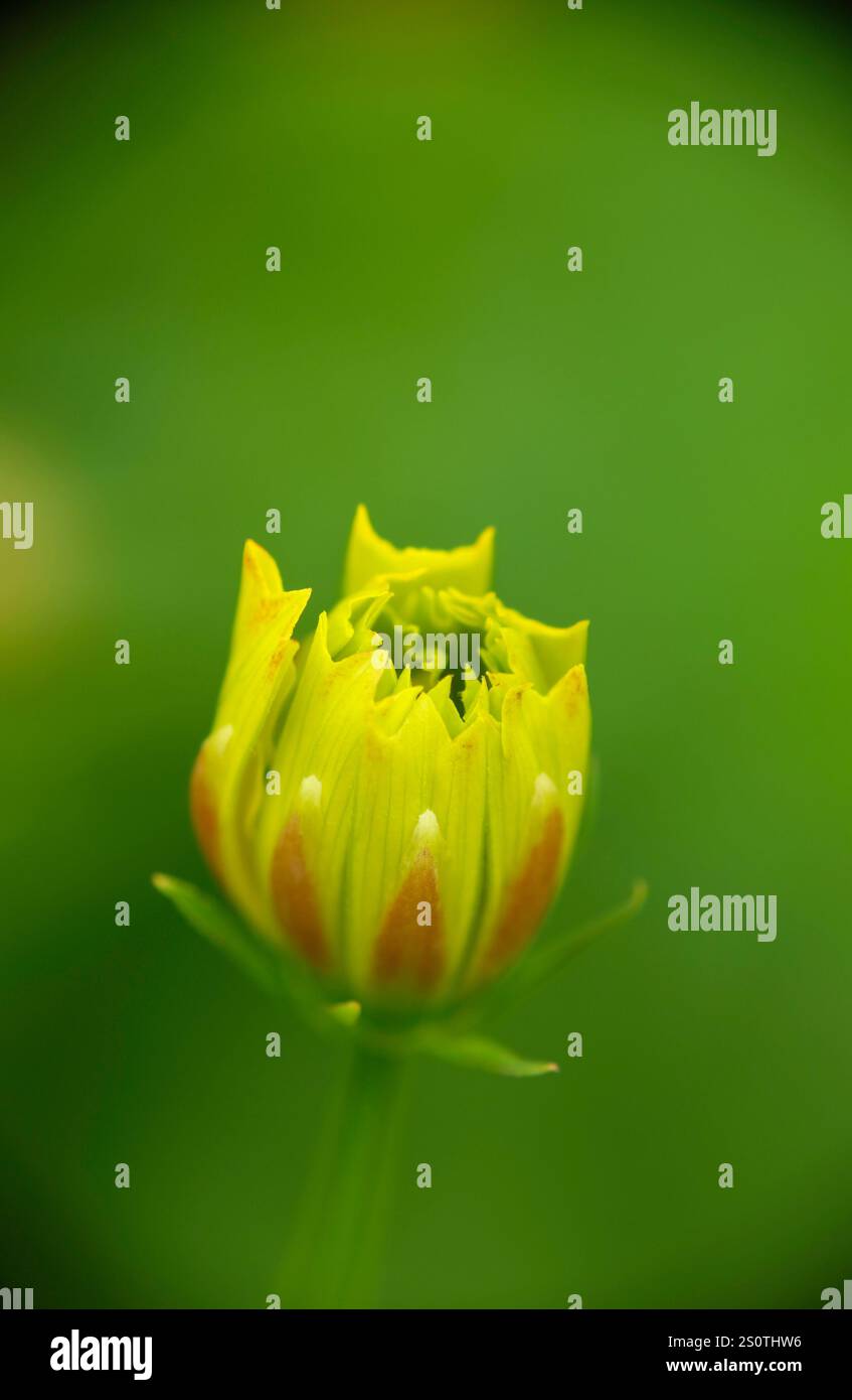 Photo Cose-up de fleur jaune cosmique (Cosmos sulphureus). Banque D'Images