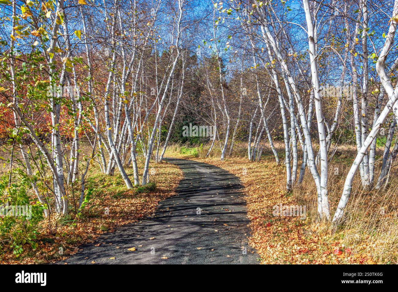 Feuillage d'automne brillant entourant la naissance le long du chemin. Banque D'Images