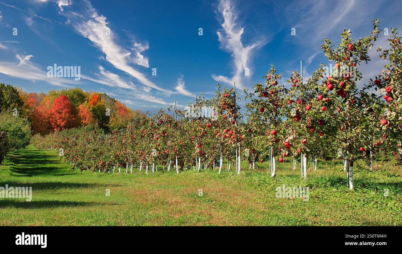 Verger de pommiers avec des rangées de pommes mûres et un feuillage d'automne brillant. Banque D'Images