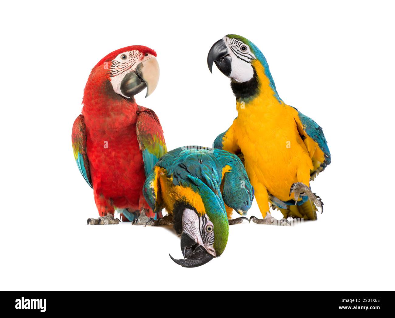 Aras bleu et jaune et aras à ailes vertes ensemble devant un fond blanc. L'un est penchant et regardant vers le bas un espace vide pour le texte Banque D'Images Aras bleu et jaune et aras à ailes vertes ensemble devant un fond blanc. L'un est penchant et regardant vers le bas un espace vide pour le texte Banque D'Images