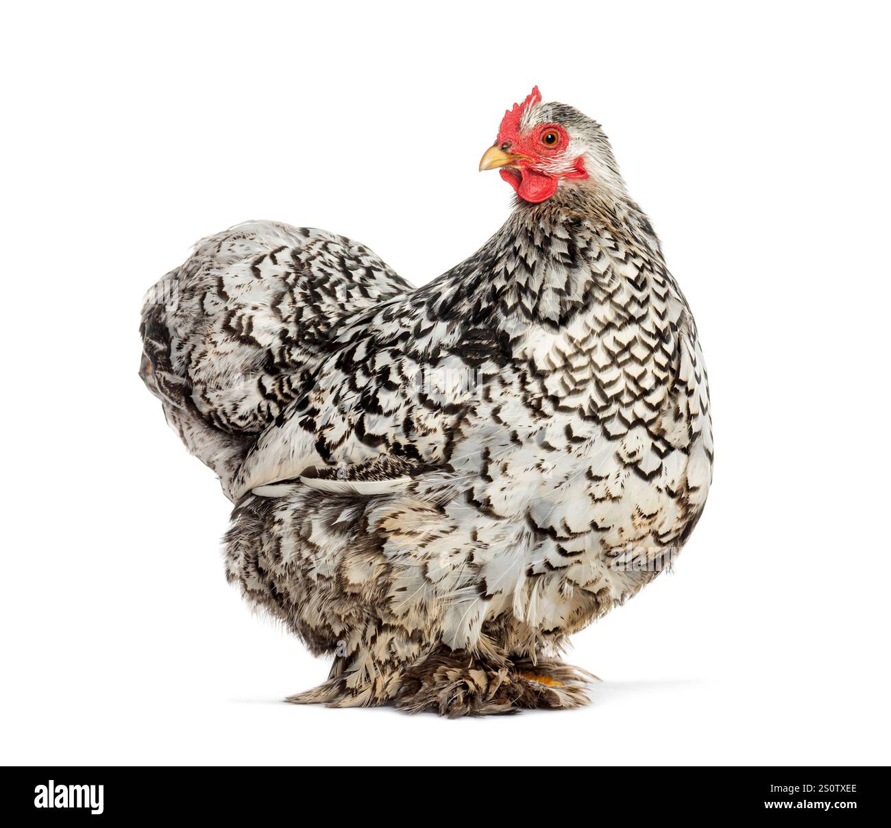 La poule Cochin grise et blanche se tient de profil, montrant son plumage magnifique et unique Banque D'Images