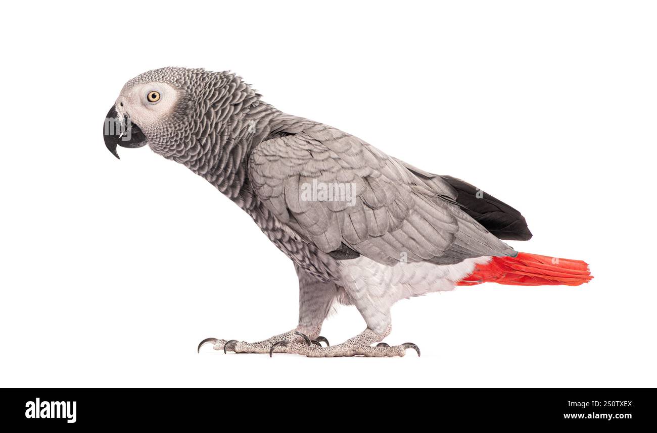 Vue latérale d'un perroquet gris africain - Psittacus erithacus, marchant devant un fond blanc Banque D'Images