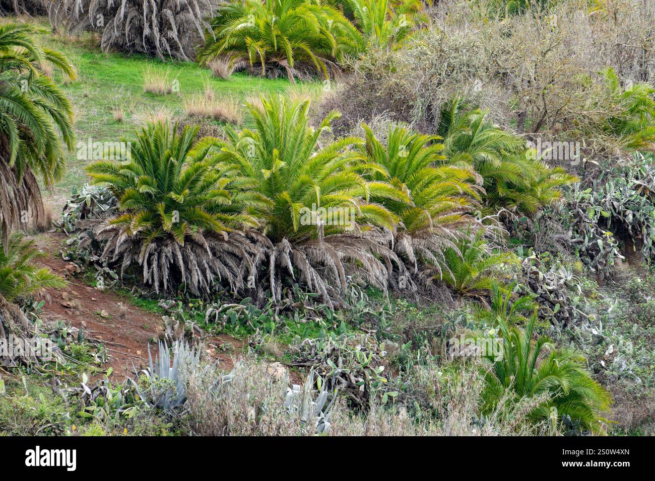 Un champ verdoyant avec quelques palmiers et buissons. Le champ est entouré d'un chemin de terre, et les buissons poussent le long de la route Banque D'Images