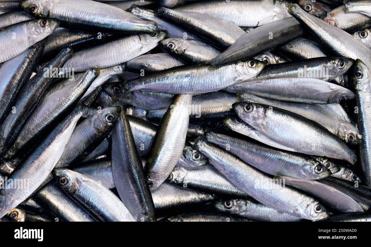 Sardines – exposition de fruits de mer de nombreux poissons fraîchement pêchés au poissonnier du marché. De nombreux avantages nutritionnels une bonne source d'oméga 3 et de vitamine D. Banque D'Images
