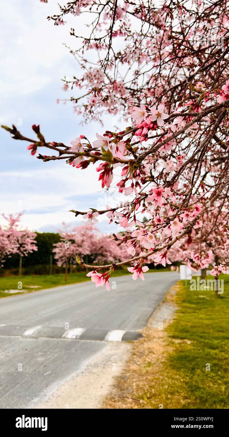 Spring et Cherry Blossom. Ce jour-là, mon ami et moi nous sommes promenés tranquillement dans un parc sous les fleurs de cerisiers en fleurs. Banque D'Images