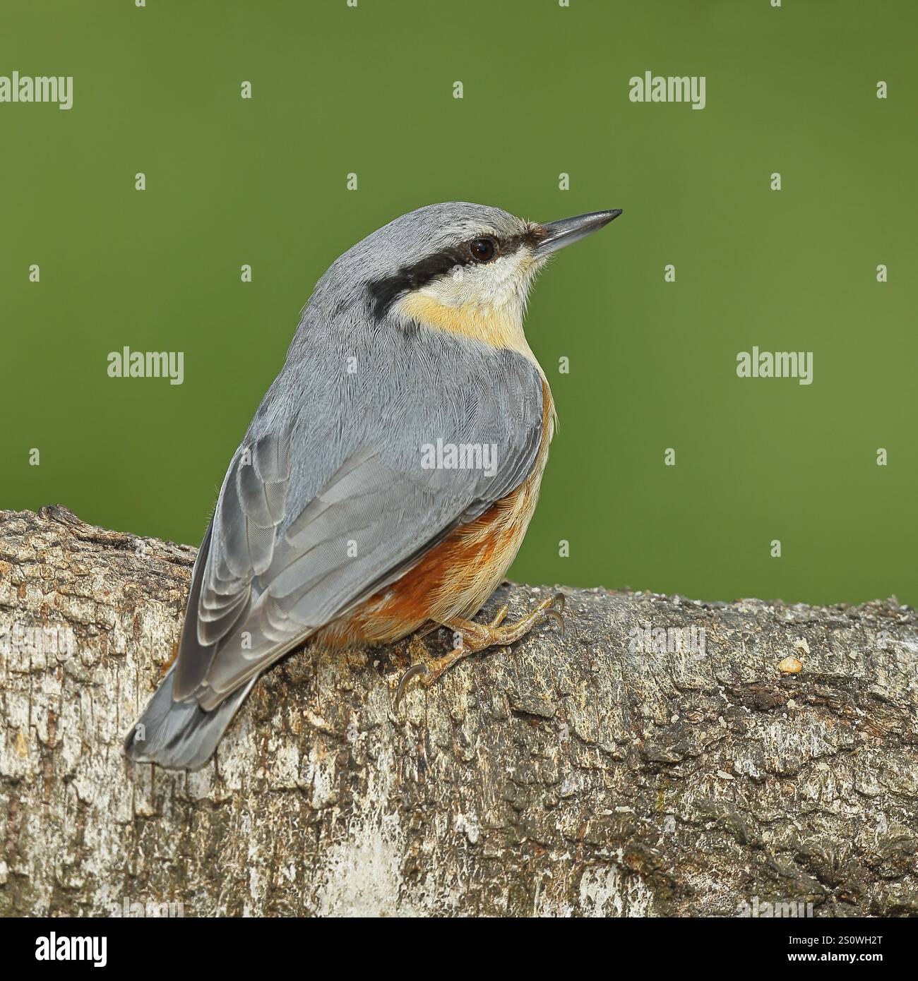 Narguilé (Sitta europaea) assis sur un tronc de bouleau tombé, animaux, oiseaux, Siegerland, Rhénanie-du-Nord-Westphalie, Allemagne, Europe Banque D'Images