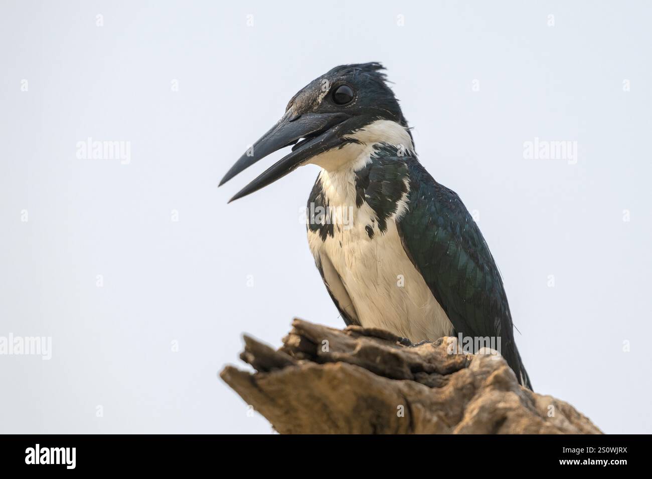 Kingfisher vert (Chloroceryle americana), Pantanal, intérieur des terres, zone humide, réserve de biosphère de l'UNESCO, site du patrimoine mondial, biotope des zones humides, Mato Grosso, Bra Banque D'Images