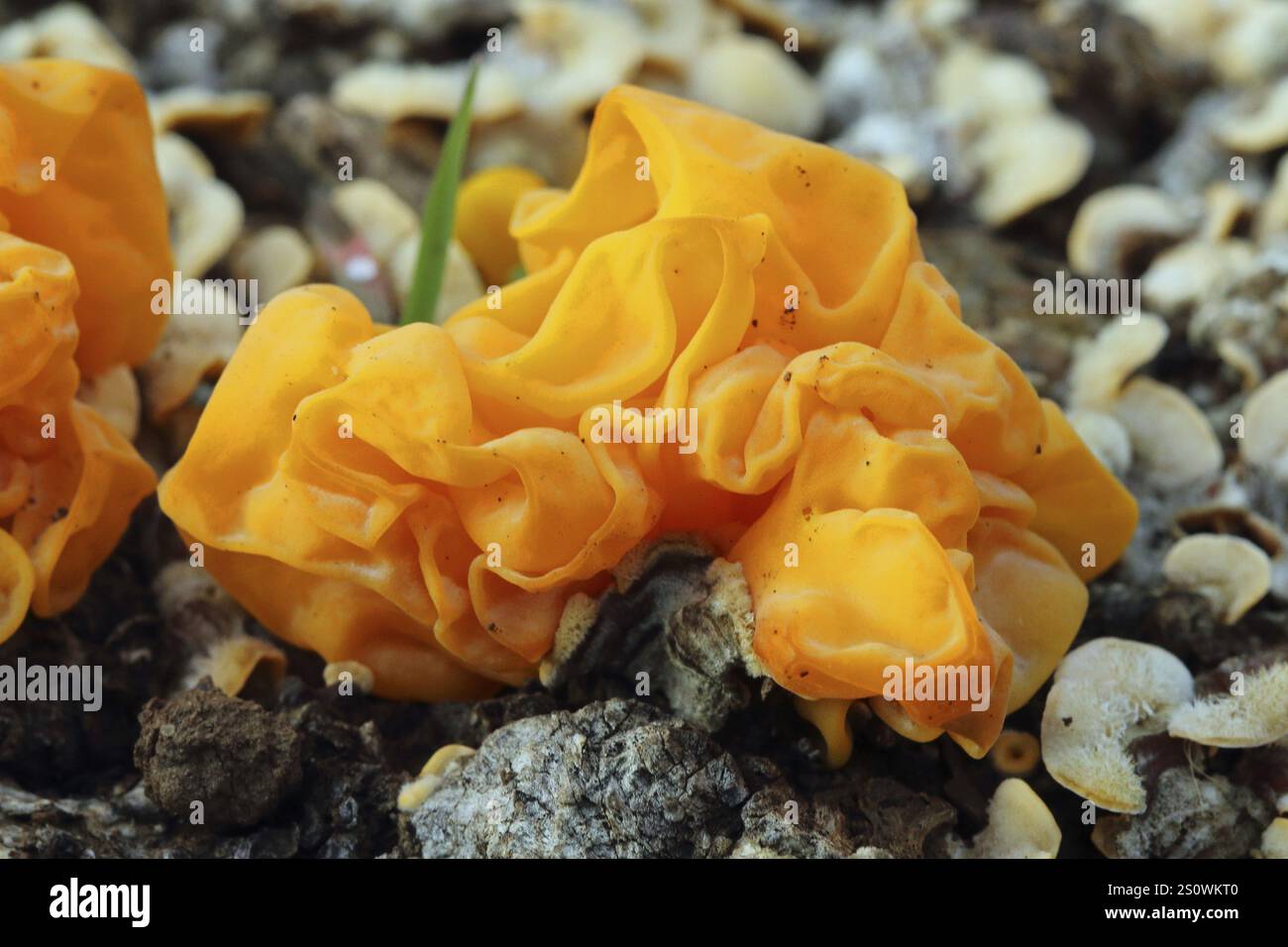 Cerveau jaune, Tremella mesenterica, les Alpilles, sud de la France Banque D'Images