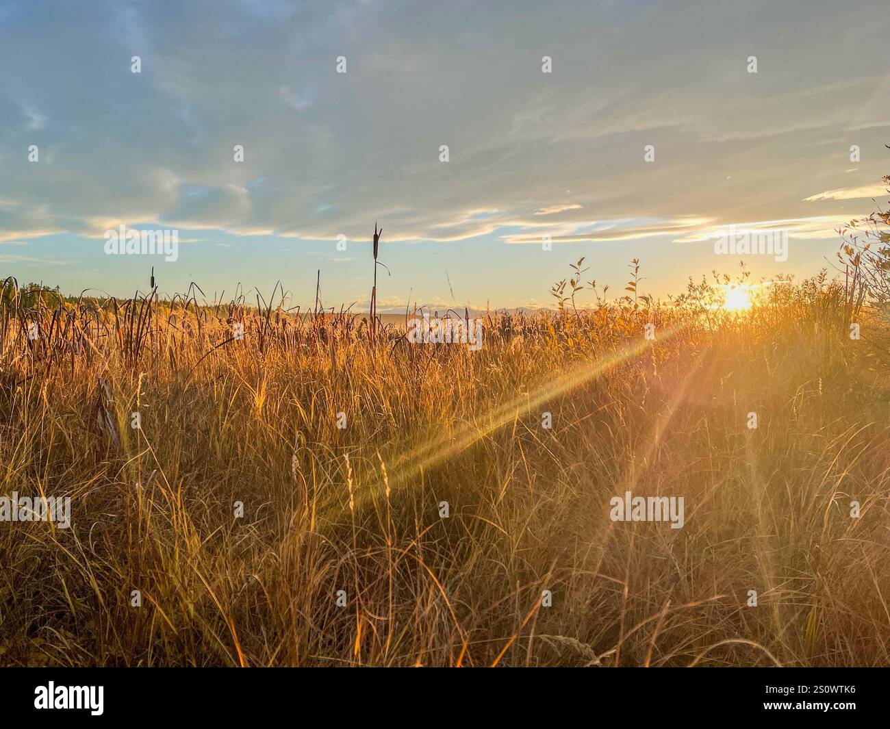 La lumière chaude du soleil coule à travers de hautes herbes pendant un coucher de soleil pittoresque, créant des teintes dorées à travers le paysage. - Image de stock capturée avec un smartphone