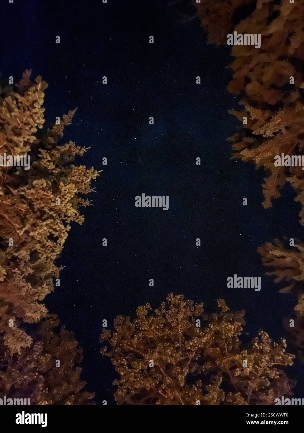 Un ciel étoilé clair encadré par de grands arbres, créant une vue imprenable sur la nature sauvage nocturne et la beauté cosmique. - Image de stock capturée avec un smartphone