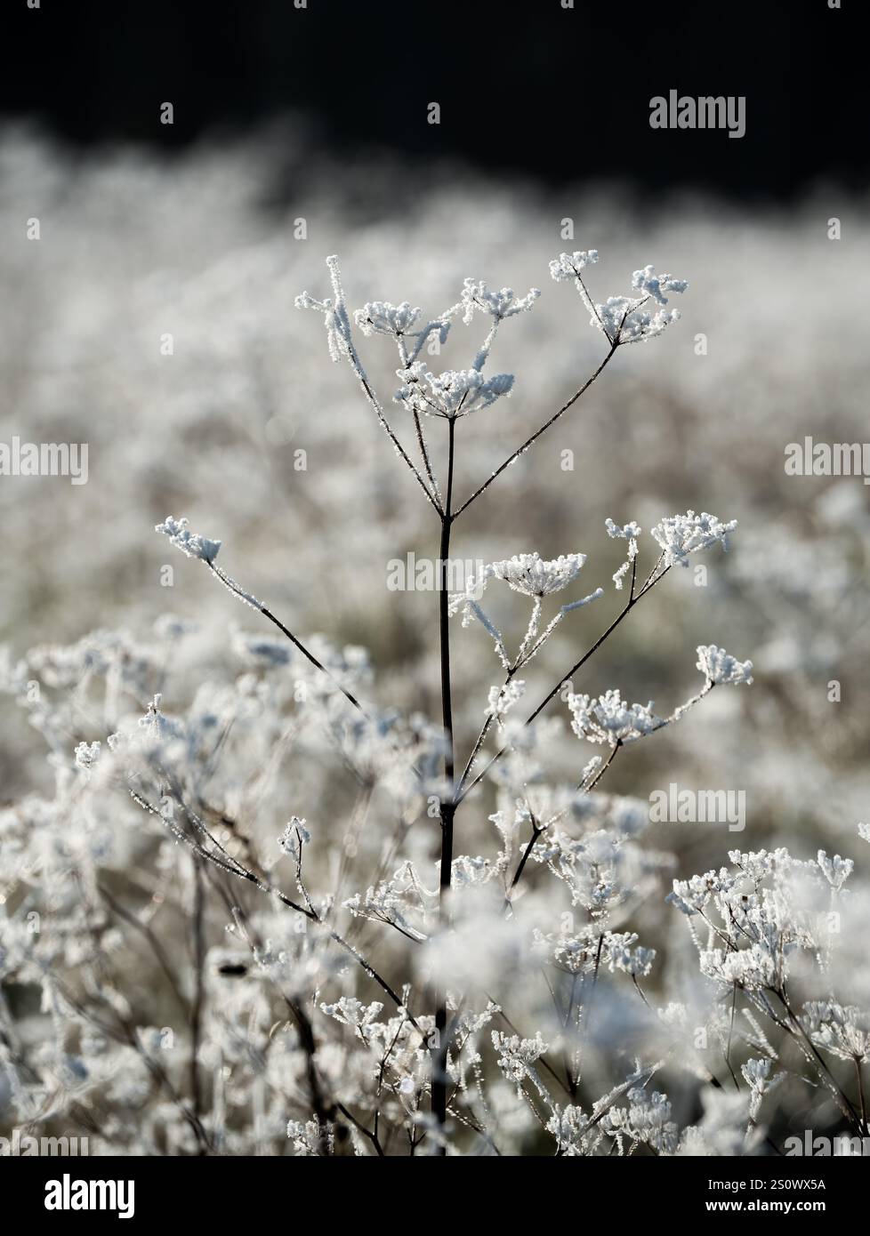 gros plan de glace et de gel formés sur les plantes de prairie d'hiver Banque D'Images