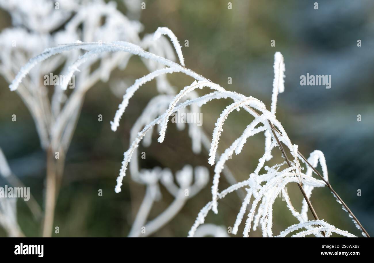 gros plan de glace et de gel formés sur les plantes de prairie d'hiver Banque D'Images