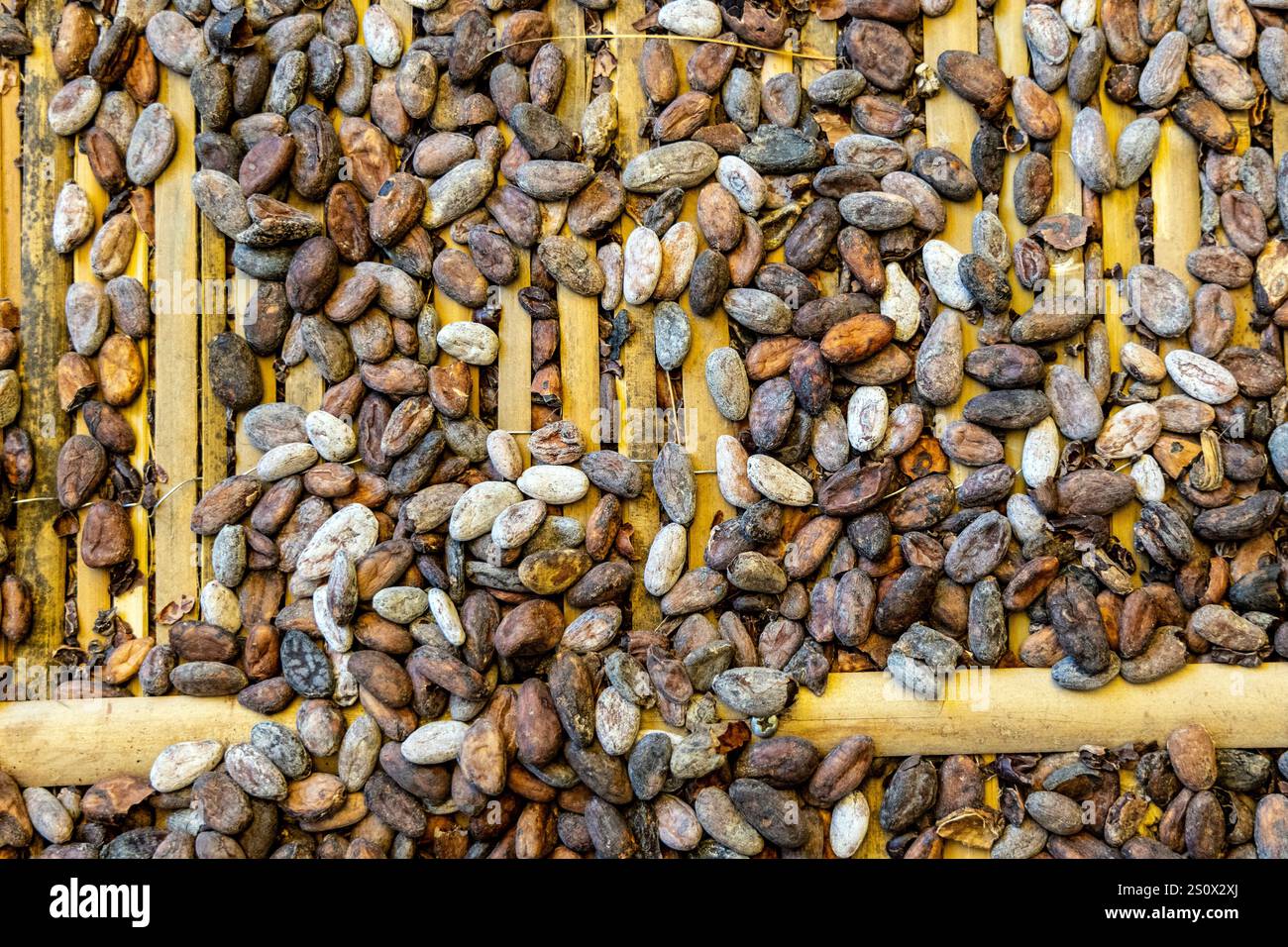 Fèves de cacao étalées sur des tapis de séchage dans le cadre du processus de production de chocolat (chocolaterie E. Wedel, Varsovie, Pologne) Banque D'Images