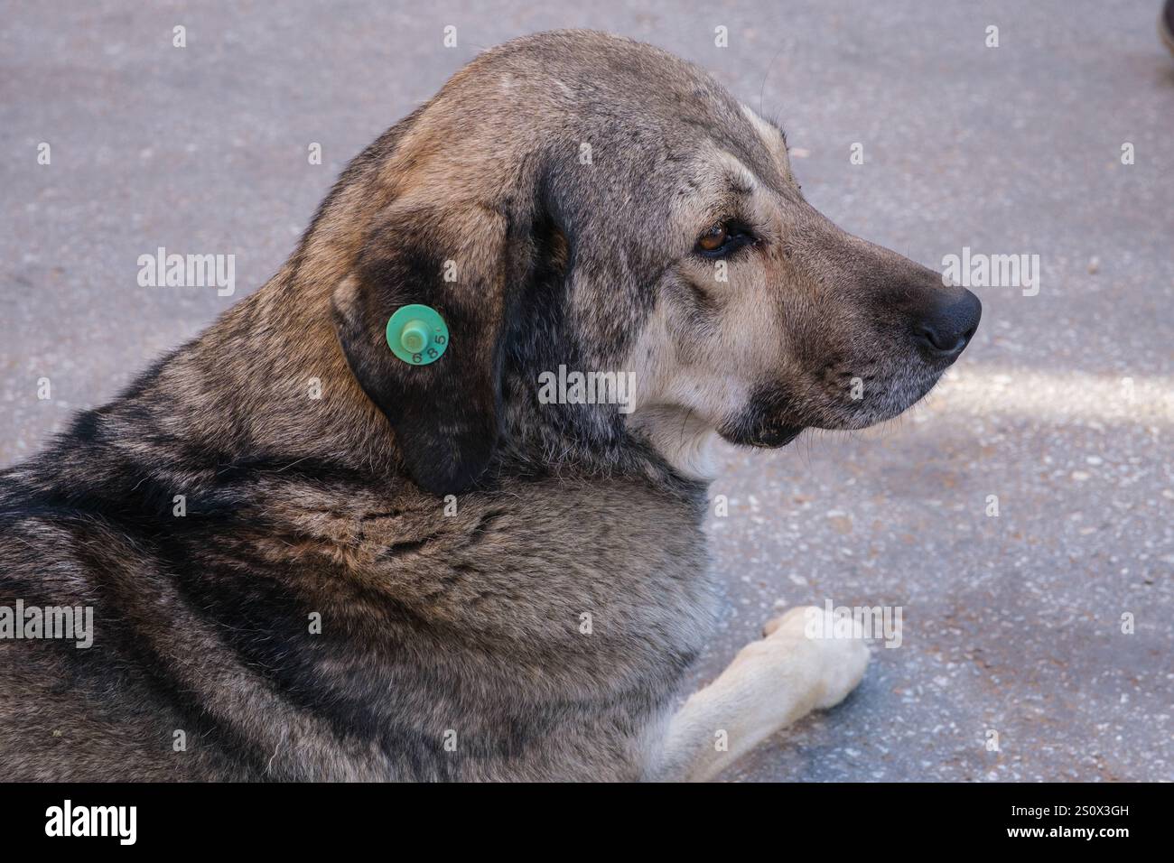 Turquie, Turkiye. Etiquette d'oreille indiquant que le chien a été vacciné contre la rage. Banque D'Images