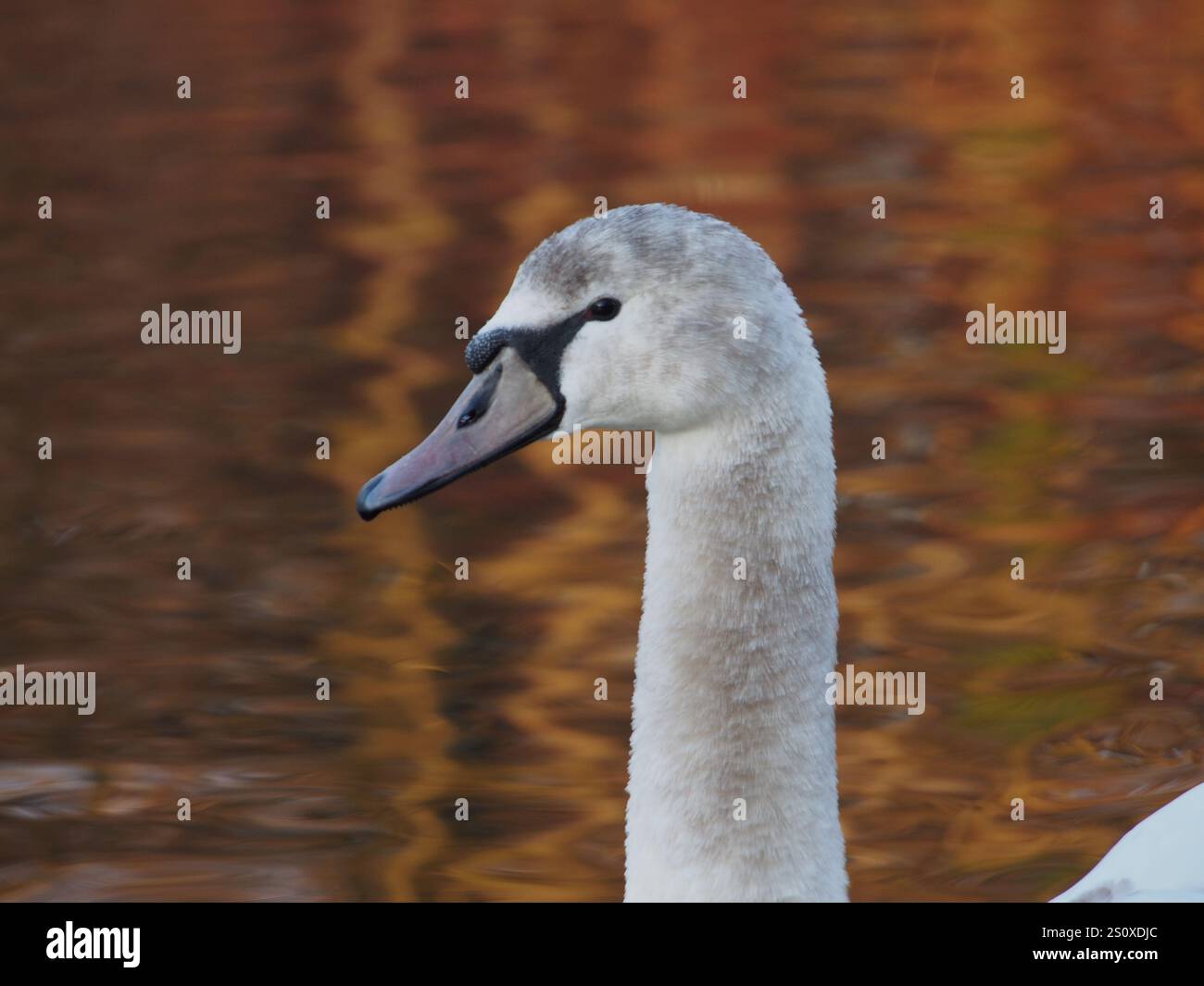 Gros plan de la tête d'un jeune cygne muet (Cygnus olor) près de l'étang dans le parc Rheinaue à Bonn, en Allemagne Banque D'Images
