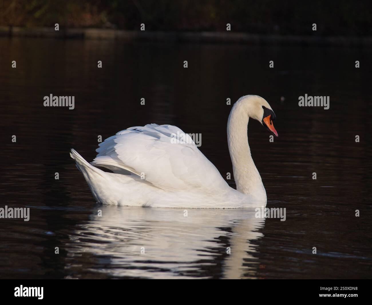 Un cygne muet (Cygnus olor) sur l'étang dans le parc Rheinaue à Bonn, Allemagne Banque D'Images