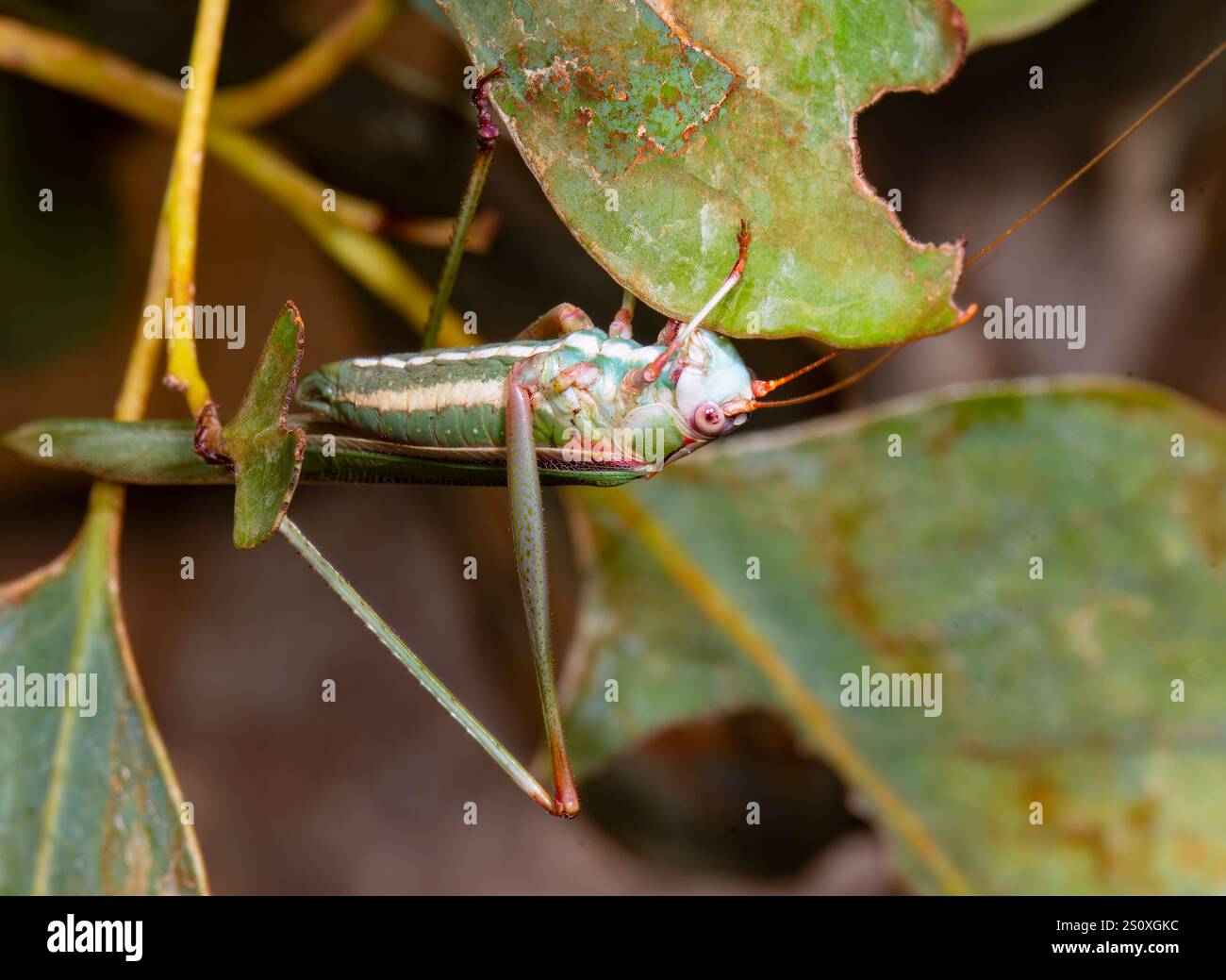 Cricket mangeant une feuille, Alice Springs, territoire du Nord, territoire du Nord, Australie Banque D'Images