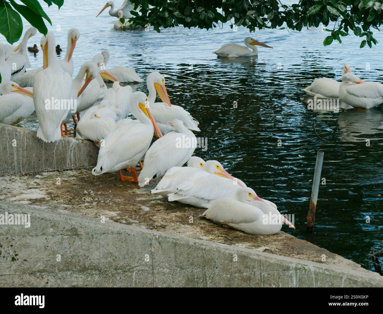 Plusieurs pélicans blancs américains près de la côte. Énorme oiseau d'eau avec de larges ailes un long cou, et un bec jaune orange massif. Assis sur une rampe en béton. Banque D'Images