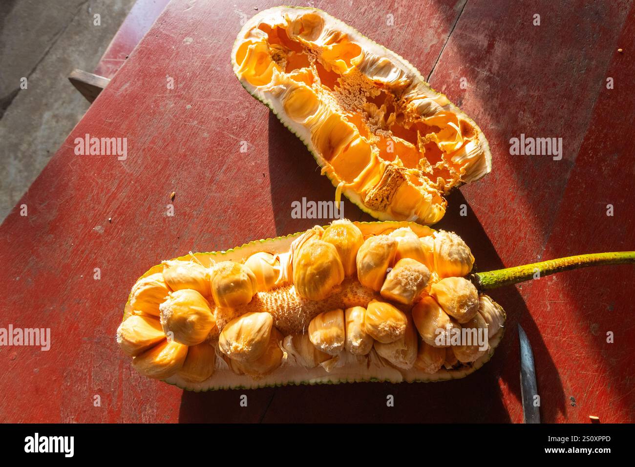 Le fruit cempedak mûr ouvert révèle son intérieur charnu jaunâtre dans une pépinière de fruits tropicaux à Cotabato, Mindanao, Philippines Banque D'Images