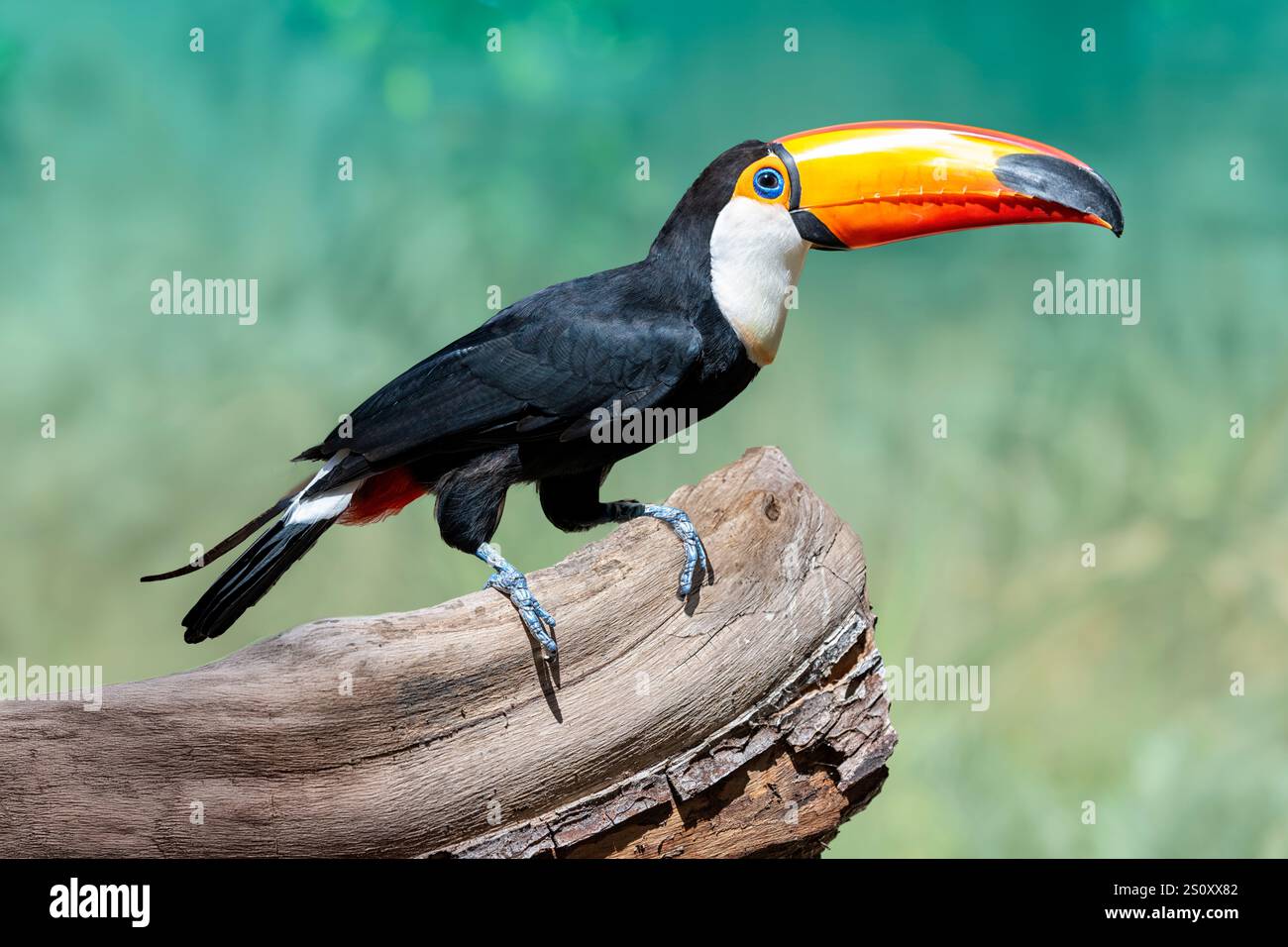 Toucan extérieur (Ramphastos sulphuratus) debout sur une branche Banque D'Images
