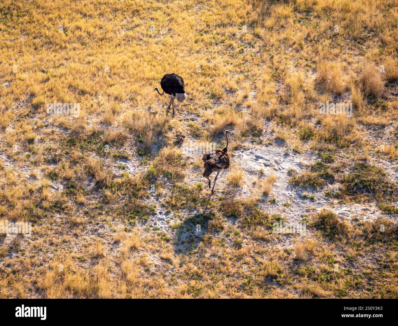 Deux autruches au nid d'oeufs d'autruche avec trois oeufs dans le delta de l'Okovango. La photo a été prise depuis un hélicoptère. Banque D'Images