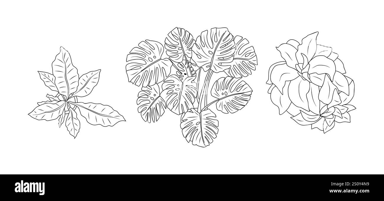 Ensemble de différentes plantes de maison vue de dessus. Illustration de Vecteur