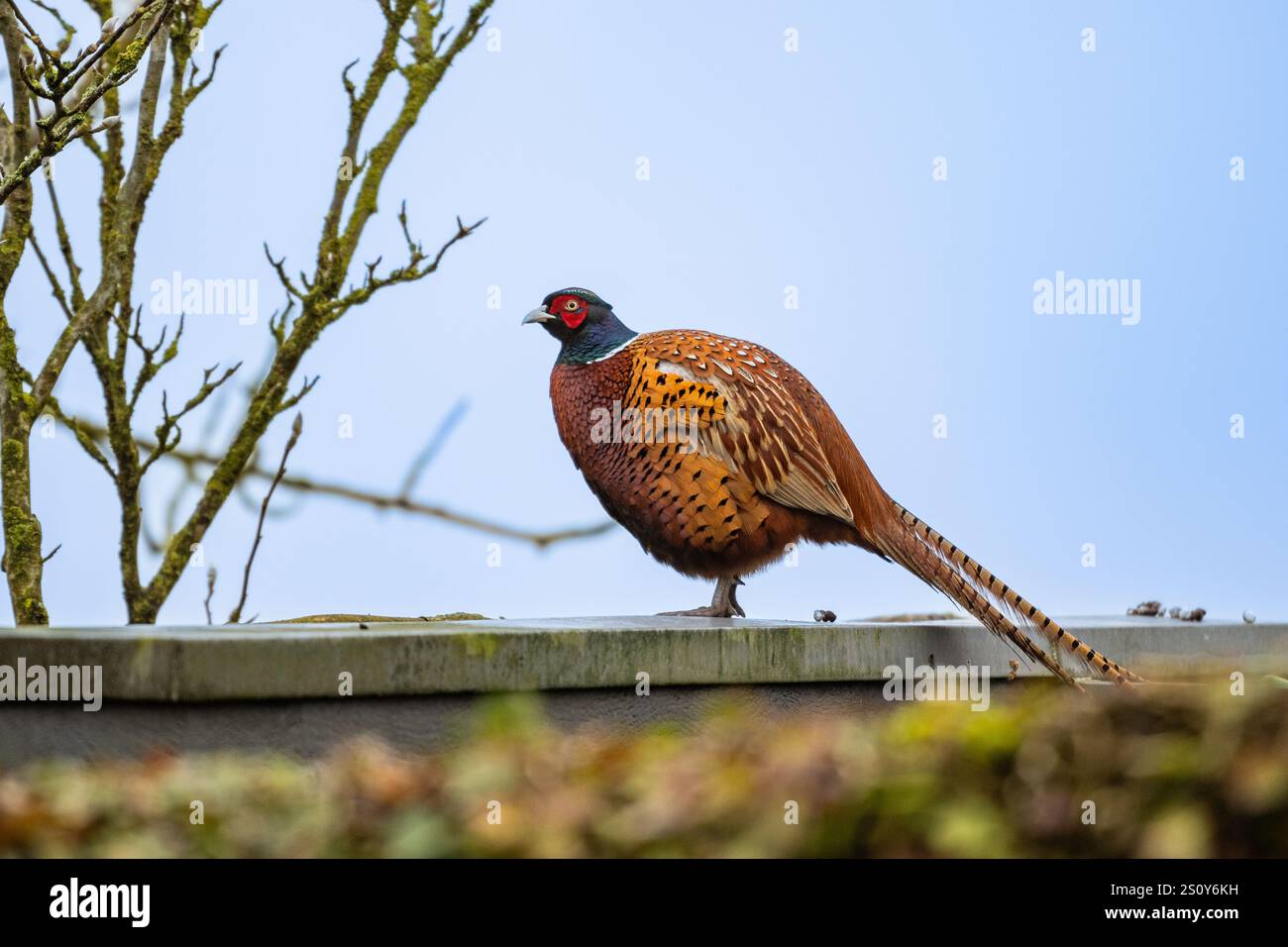 Un gros faisan sauvage perché sur une clôture de jardin aux pays-Bas. Famille animale Phasianidae, créature gibier errant librement près de l'eau Banque D'Images