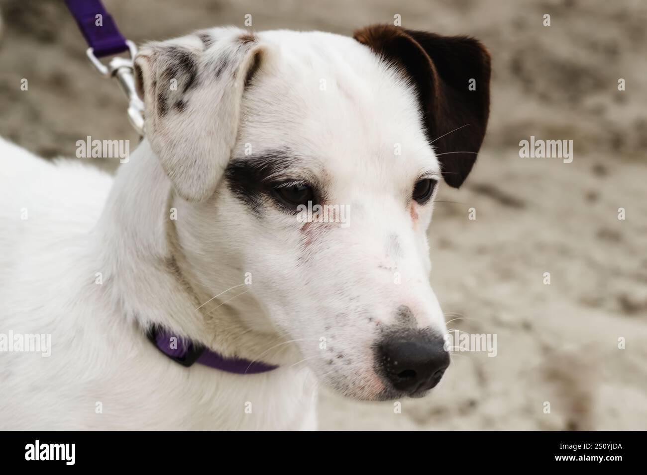 Portrait d'un chien Jack Russell Terrier noir et blanc, à l'extérieur, gros plan. Banque D'Images