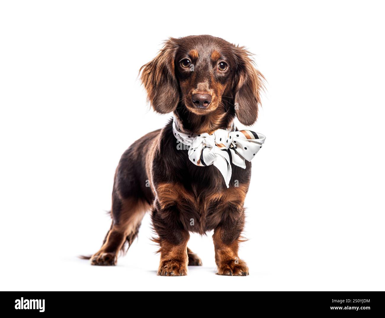 Photo studio d'un charmant chiot de teckel brun portant un noeud papillon à la mode, isolé sur un fond blanc Banque D'Images