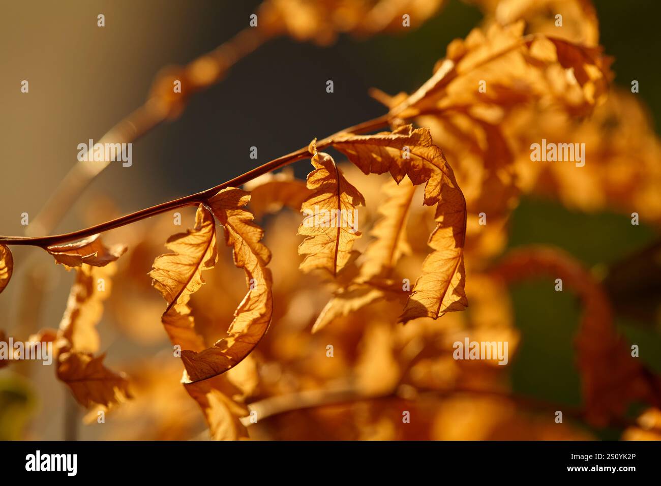 Gros plan des feuilles sèches de fougères d'automne au soleil Banque D'Images