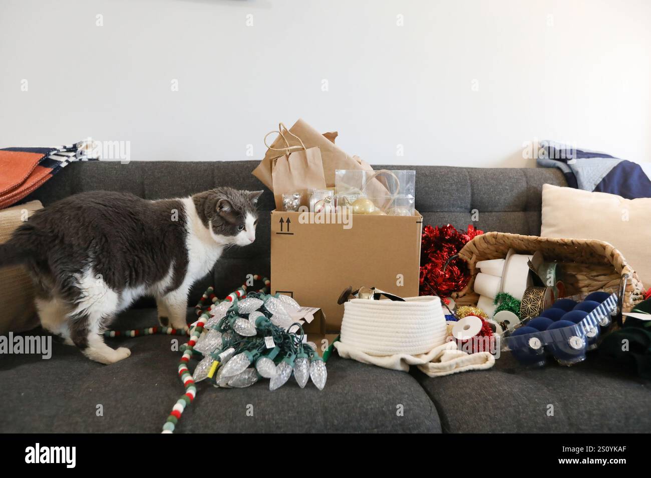 Chat regardant pile de décorations de Noël sur canapé gris normal Banque D'Images