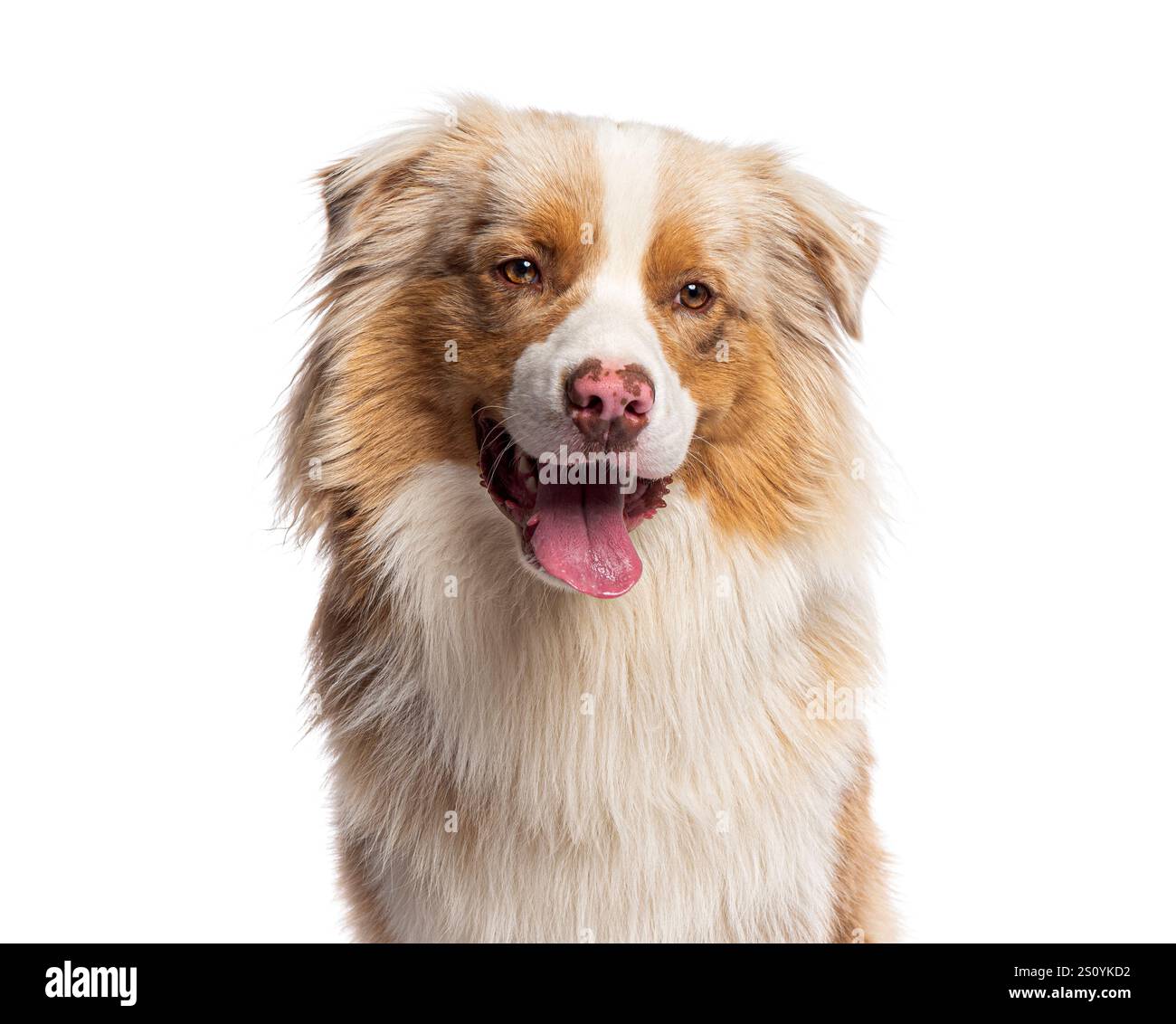 Portrait de berger australien haletant et regardant vers l'avant sur fond blanc Banque D'Images