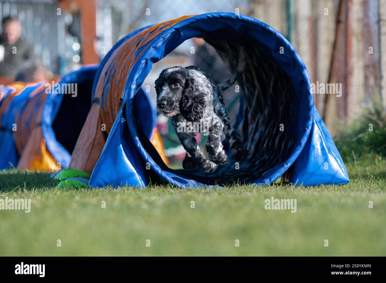 Un chien springer Spaniel aux compétitions d'agilité. Banque D'Images Un chien springer Spaniel aux compétitions d'agilité. Banque D'Images
