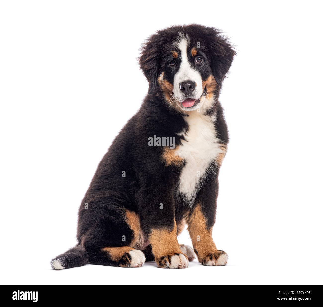 chiot de chien de montagne bernois âgé de quatre mois assis sur fond blanc, haletant et regardant vers l'avant Banque D'Images