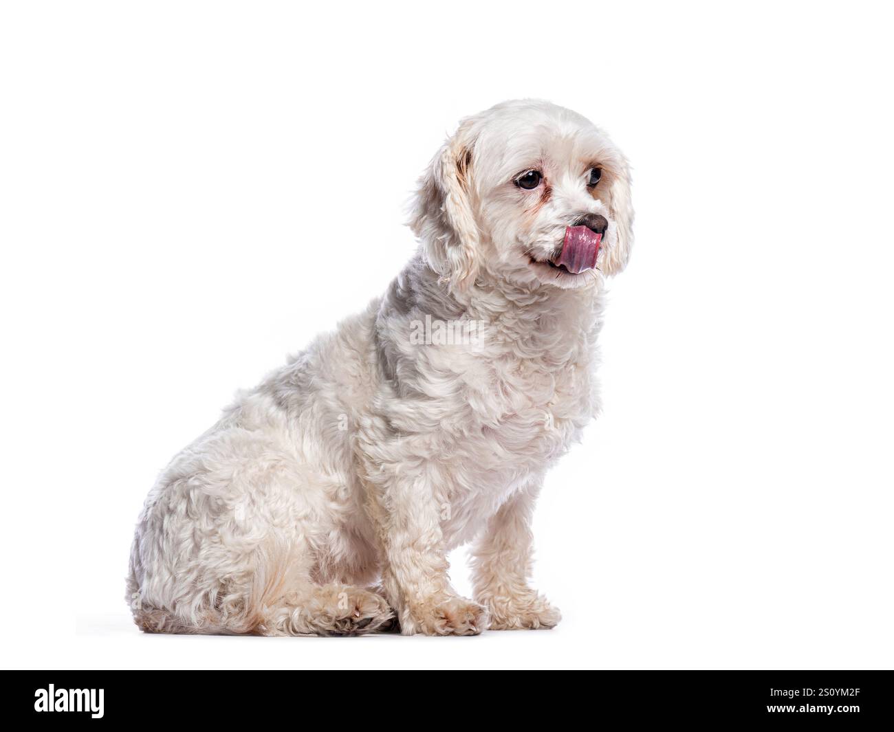 Adorable petit chien blanc assis et sortant de sa langue, isolé sur fond blanc Banque D'Images