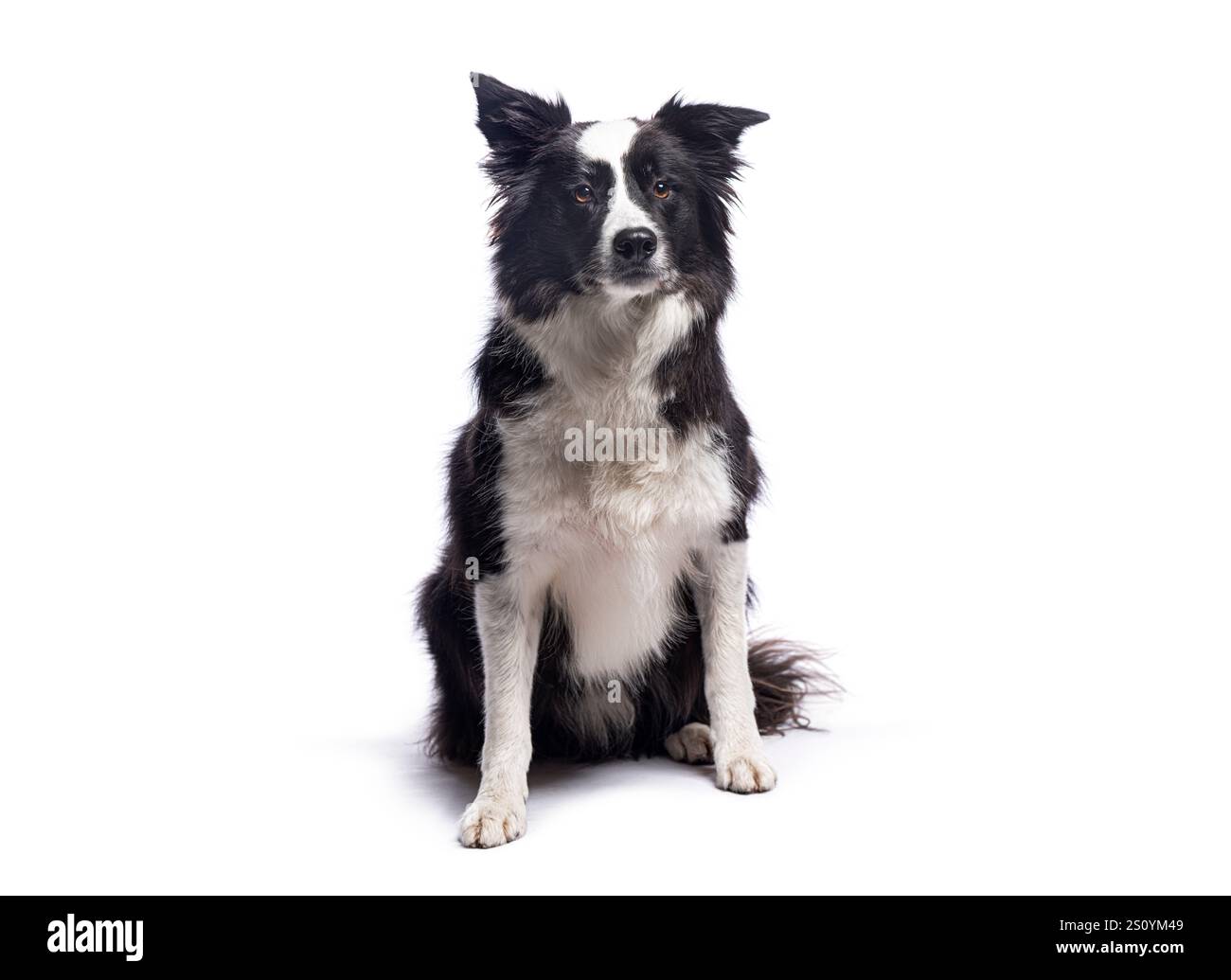 Chien de collie de frontière assis et regardant vers l'avant sur un fond blanc Banque D'Images
