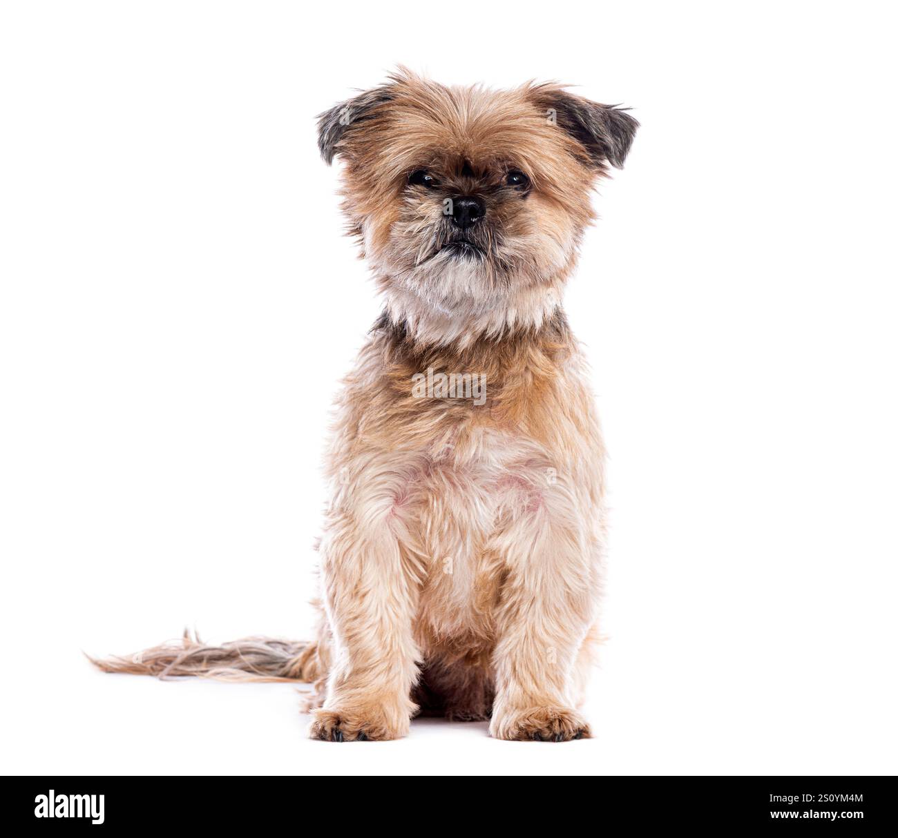 Brussels Shih Tzu assis et regardant vers l'avant sur un fond blanc Banque D'Images