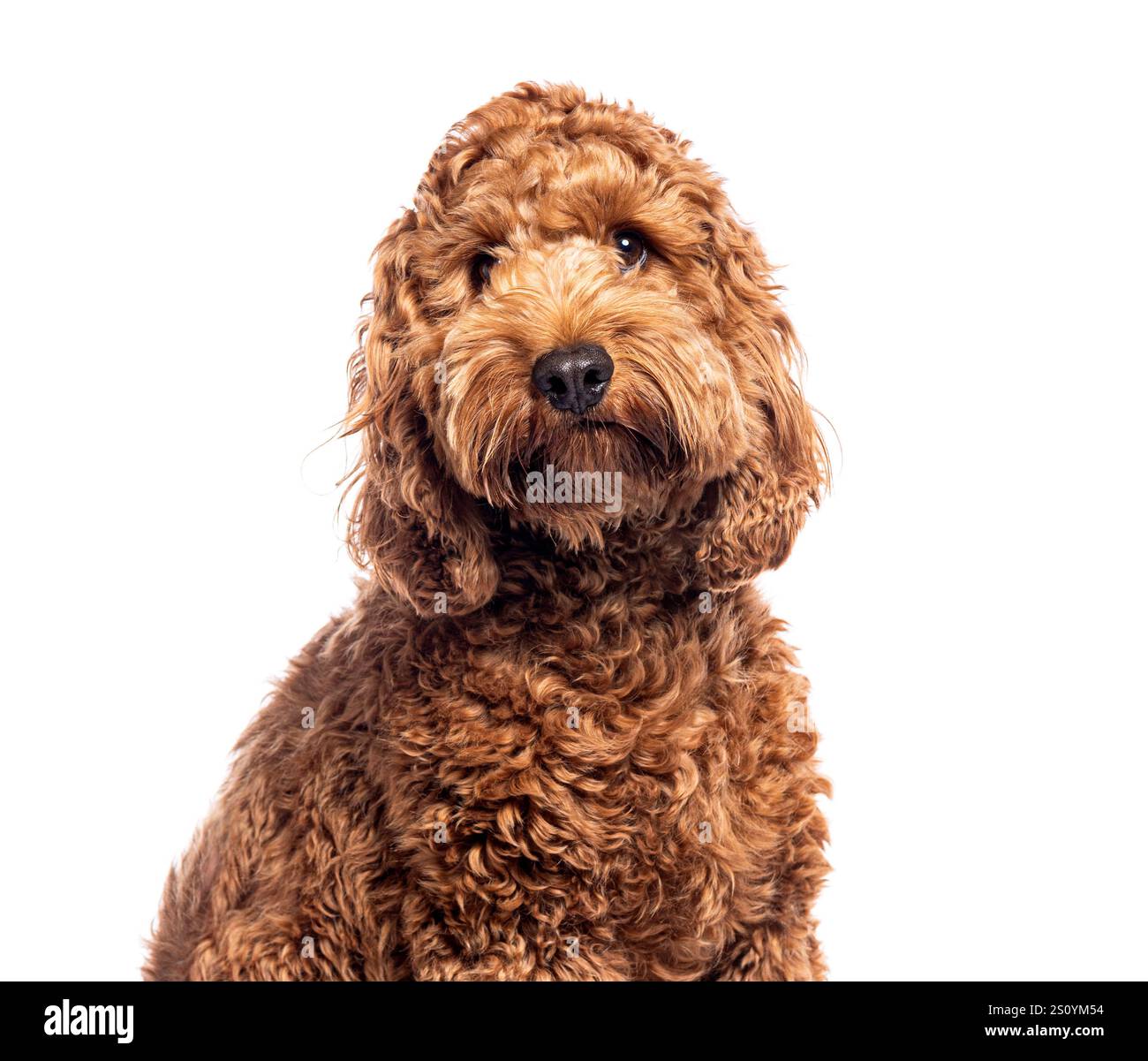 Portrait d'un chiot Cockapoo mignon assis sur un fond blanc Banque D'Images